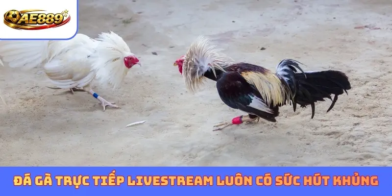 Đá gà trực tiếp Livestream luôn có sức hút khủng