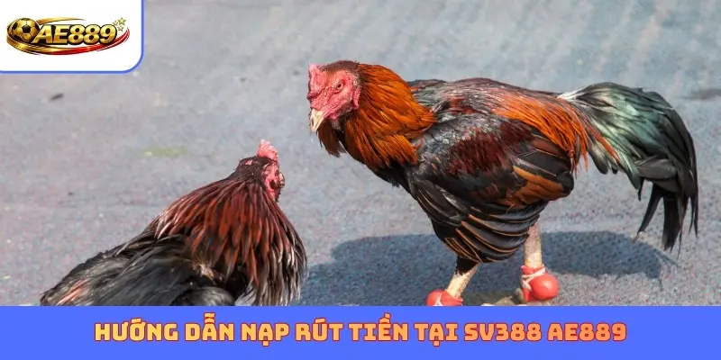 Hướng dẫn nạp rút tiền tại SV388 AE889