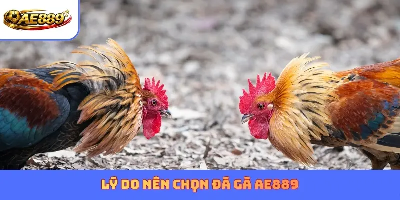 Lý do nên chọn đá gà AE889