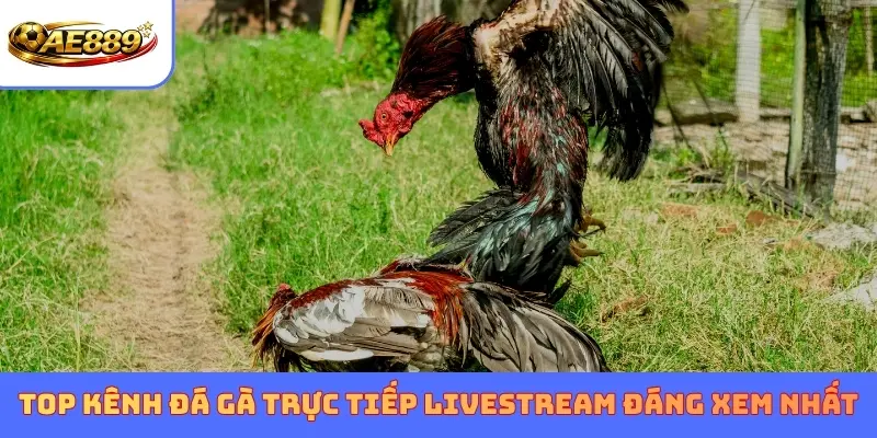 Top kênh Đá gà trực tiếp Livestream đáng xem nhất