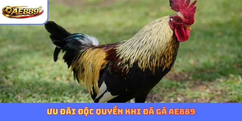 Ưu đãi độc quyền khi đá gà AE889