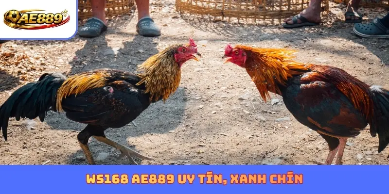 WS168 AE889 uy tín, xanh chín