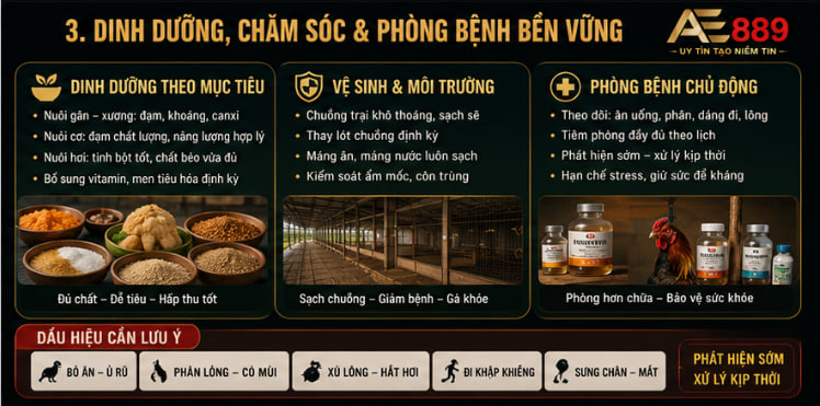 Bí quyết nuôi gà chiến