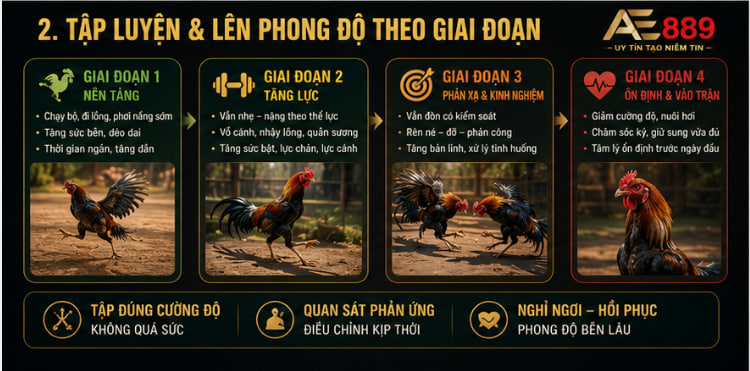 Bí quyết nuôi gà chiến