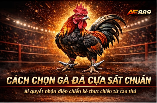 Cách Chọn Gà Đá Cựa Sắt Chuẩn
