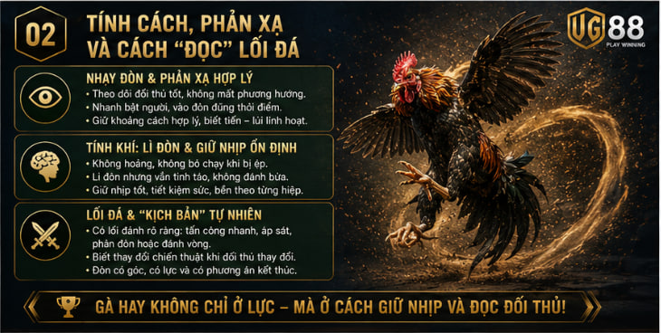 cách chọn gà đá hay