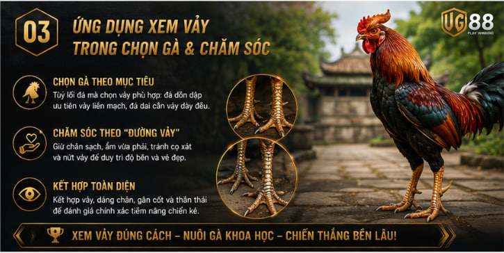 Các loại vảy gà quý hiếm